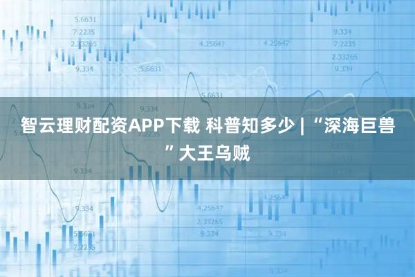 智云理财配资APP下载 科普知多少 | “深海巨兽”大王乌贼